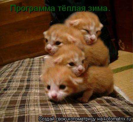 Программа тёплая зима.... Котоматрица: Программа тёплая зима.