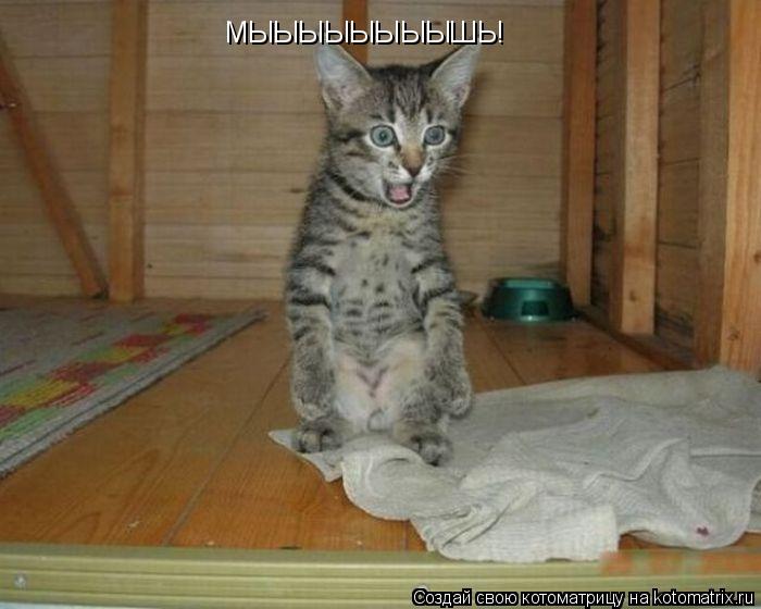 МЫЫЫЫЫЫЫЫШЬ!... Котоматрица: МЫЫЫЫЫЫЫЫШЬ!