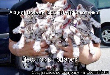 Акция! Возьми БЕСПЛАТНО котенка! Десяток в подарок!... Котоматрица: Акция! Возьми БЕСПЛАТНО котенка! Десяток в подарок!