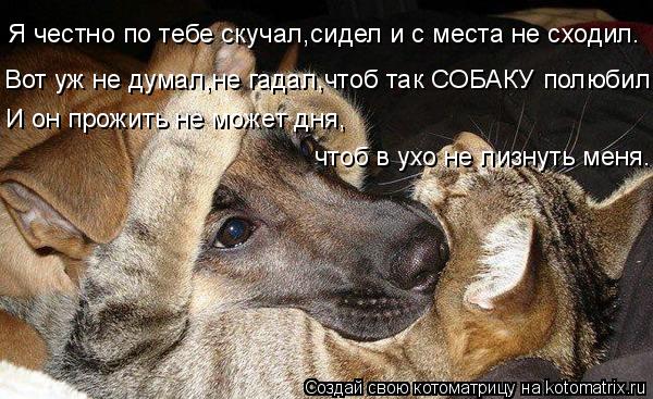 Я честно по тебе скучал,сидел и с места не сходил. Вот уж не думал,не гадал,чтоб так СОБАКУ полюбил. ... Котоматрица: Я честно по тебе скучал,сидел и с места не сходил. Вот уж не думал,не гадал,чтоб так СОБАКУ полюбил. И он прожить не может дня, чтоб в ухо не ли
