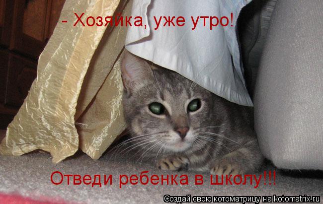 Котоматрица: - Хозяйка, уже утро! Отведи ребенка в школу!!!