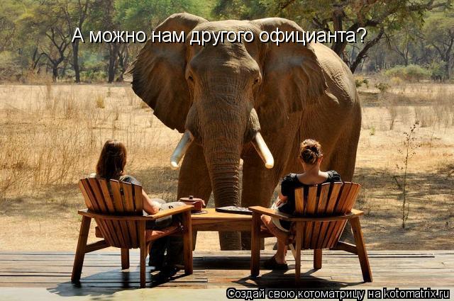 А можно нам другого официанта?... Котоматрица: А можно нам другого официанта?