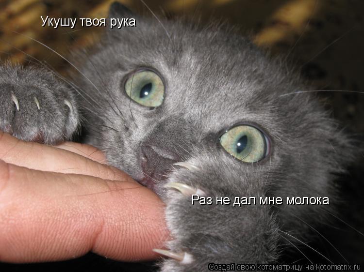 Котоматрица: Укушу твоя рука Раз не дал мне молока