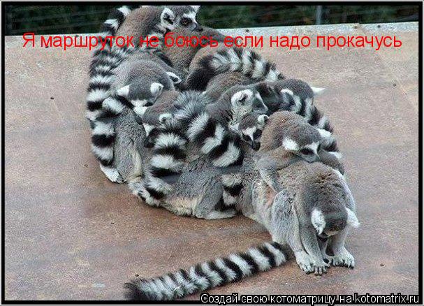 Котоматрица: Я маршруток не боюсь если надо прокачусь