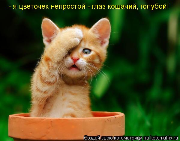 Котоматрица: - я цветочек непростой - глаз кошачий, голубой!