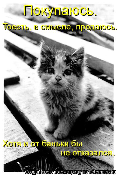 Котоматрица: Покупаюсь. Тоесть, в смысле, продаюсь.  Хотя и от баньки бы  не отказался.