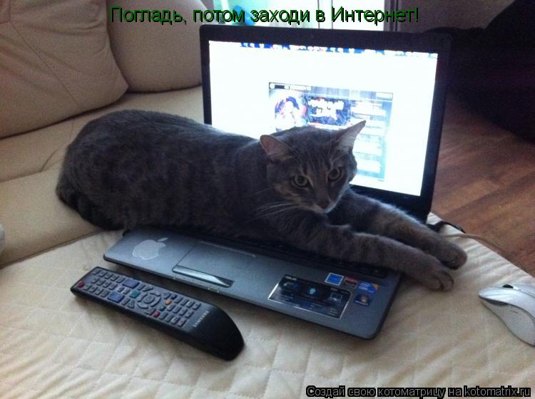 Котоматрица: Погладь, потом заходи в Интернет!