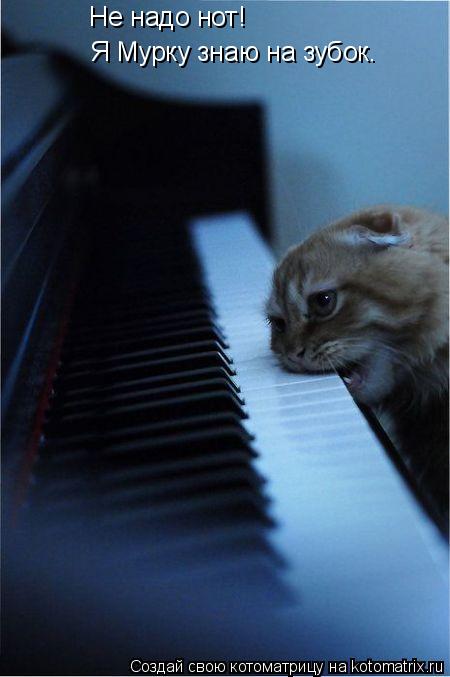 Котоматрица: Не надо нот!  Я Мурку знаю на зубок.