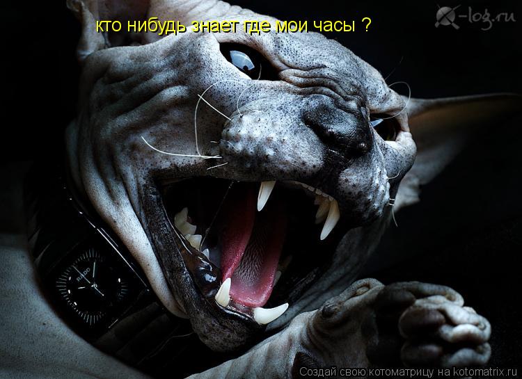 Котоматрица: кто нибудь знает где мои часы ?