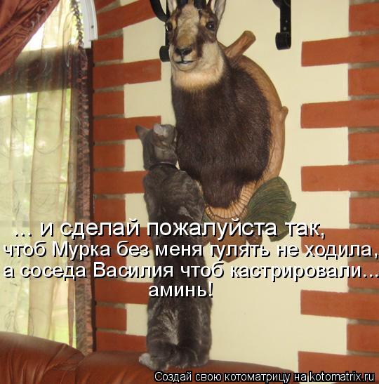 Котоматрица: ... и сделай пожалуйста так, а соседа Василия чтоб кастрировали... чтоб Мурка без меня гулять не ходила, аминь!
