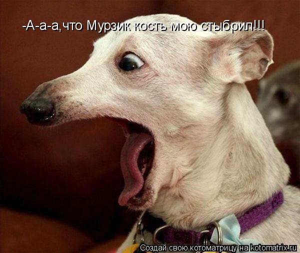 Котоматрица: -А-а-а,что Мурзик кость мою стыбрил!!!