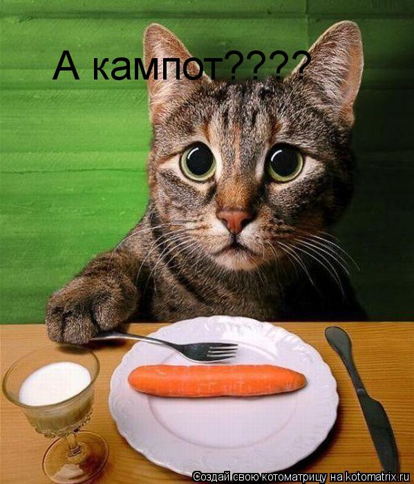 А кампот????... Котоматрица: А кампот????