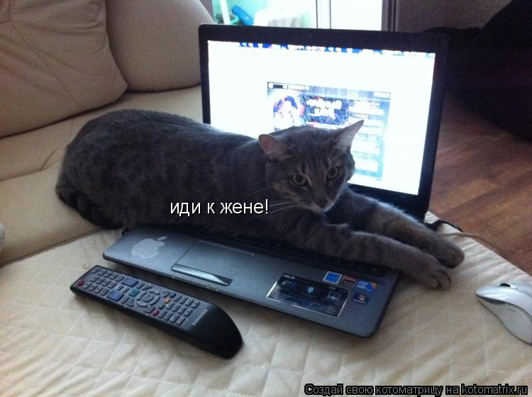 Котоматрица: иди к жене!