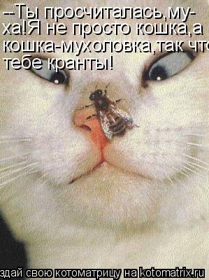 Котоматрица: --Ты просчиталась,му- ха!Я не просто кошка,а кошка-мухоловка,так что тебе кранты!