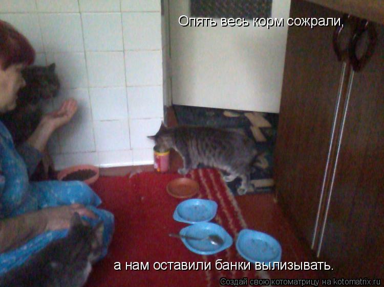 Котоматрица: Опять весь корм сожрали, а нам оставили банки вылизывать.