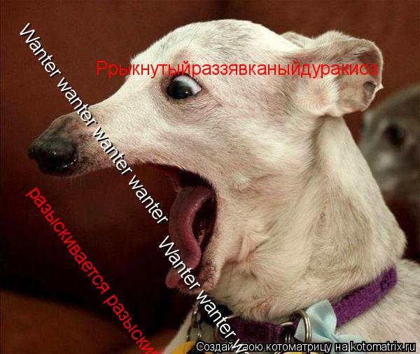 Котоматрица: Wanter wanter wanter wanter Wanter wanter wanter wanter разыскивается разыскивается разысккивается Ррыкнутыйраззявканыйдуракиоз
