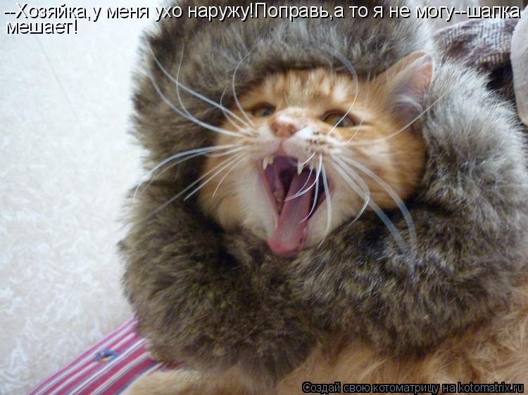 Котоматрица: --Хозяйка,у меня ухо наружу!Поправь,а то я не могу--шапка мешает!
