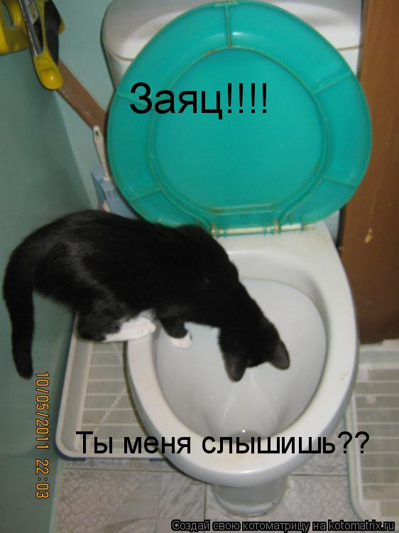 Заяц!!!! Ты меня слышишь??... Котоматрица: Заяц!!!! Ты меня слышишь??