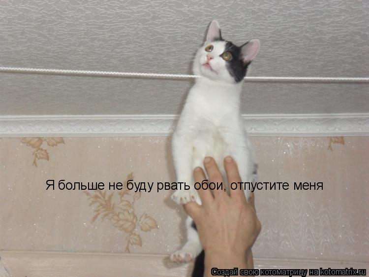 Я больше не буду рвать обои, отпустите меня... Котоматрица: Я больше не буду рвать обои, отпустите меня