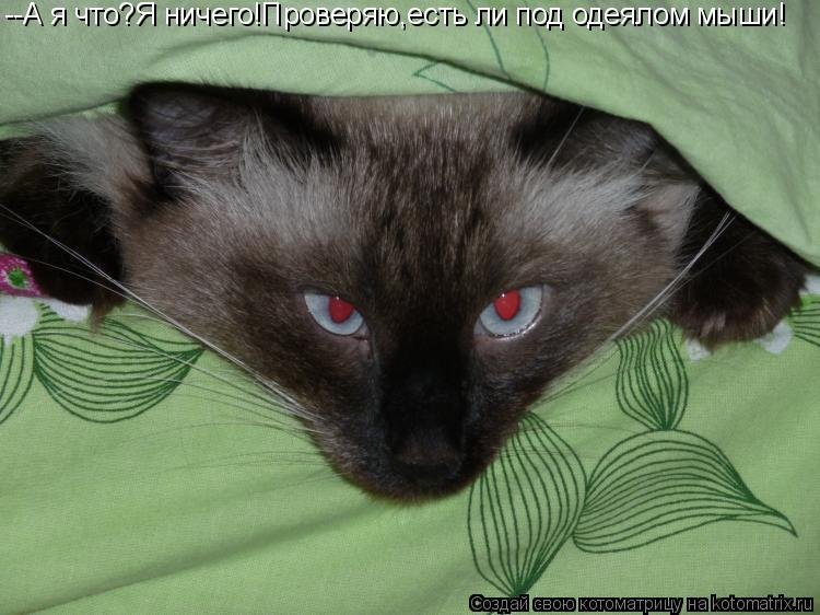 --А я что?Я ничего!Проверяю,есть ли под одеялом мыши!... Котоматрица: --А я что?Я ничего!Проверяю,есть ли под одеялом мыши!
