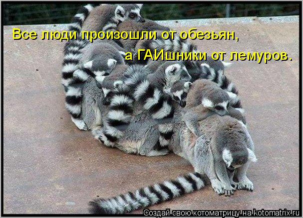Все люди произошли от обезьян, а ГАИшники от лемуров.... Котоматрица: Все люди произошли от обезьян, а ГАИшники от лемуров.