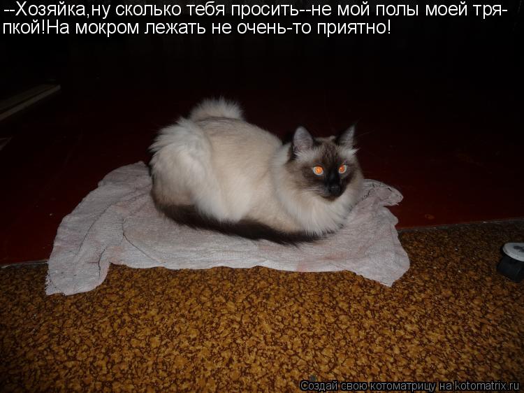 --Хозяйка,ну сколько тебя просить--не мой полы моей тря- пкой!На мокром лежать не очень-то приятно!... Котоматрица: --Хозяйка,ну сколько тебя просить--не мой полы моей тря- пкой!На мокром лежать не очень-то приятно!
