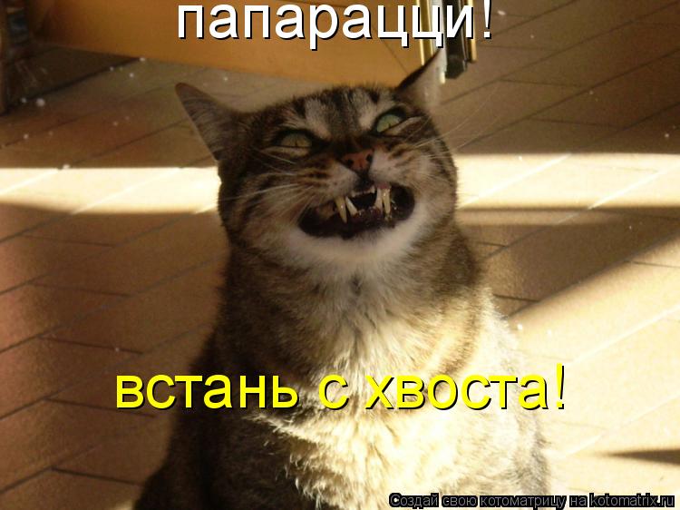 Котоматрица: папарацци! встань с хвоста!
