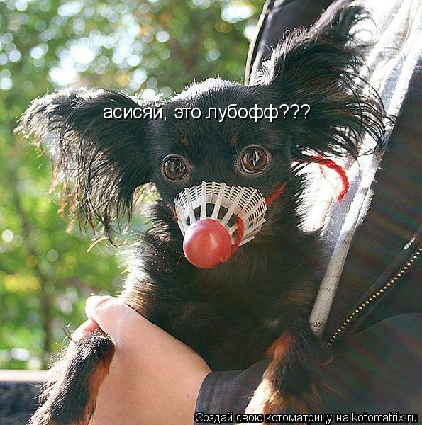 асисяй, это лубофф???... Котоматрица: асисяй, это лубофф???