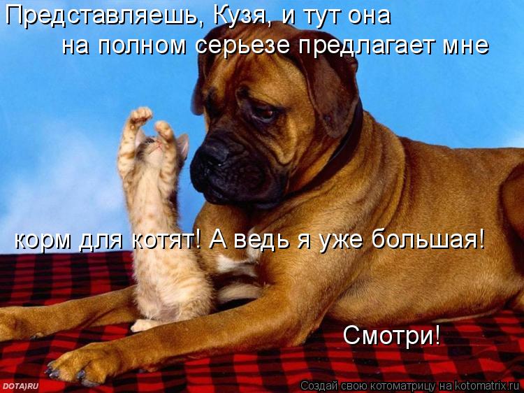 Котоматрица: Представляешь, Кузя, и тут она  на полном серьезе предлагает мне  корм для котят! А ведь я уже большая! Смотри!