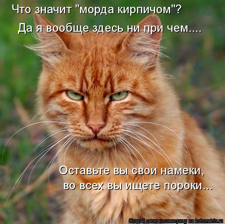 Что значит "морда кирпичом"? Да я вообще здесь ни при чем.... Оставьте вы свои намеки, во всех вы ищ... Котоматрица: Что значит "морда кирпичом"? Да я вообще здесь ни при чем.... Оставьте вы свои намеки, во всех вы ищете пороки...