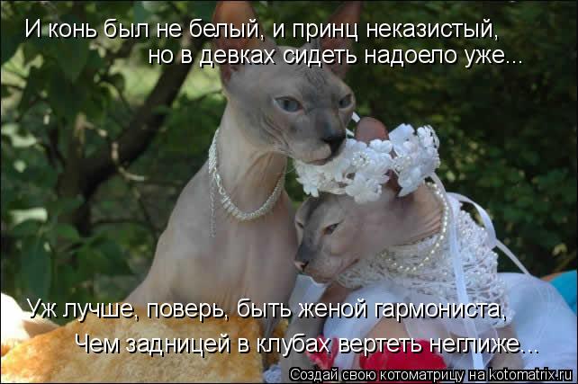 Котоматрица: И конь был не белый, и принц неказистый,  но в девках сидеть надоело уже... Чем задницей в клубах вертеть неглиже... Уж лучше, поверь, быть женой