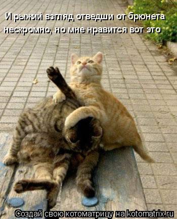 Котоматрица: И рыжий взгляд отведши от брюнета нескромно, но мне нравится вот это
