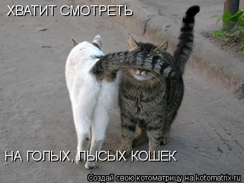 ХВАТИТ СМОТРЕТЬ НА ГОЛЫХ, ЛЫСЫХ КОШЕК... Котоматрица: ХВАТИТ СМОТРЕТЬ НА ГОЛЫХ, ЛЫСЫХ КОШЕК