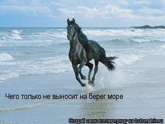Чего только не выносит на берег море... Котоматрица: Чего только не выносит на берег море
