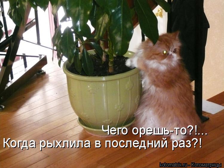 Чего орешь-то?!... Когда рыхлила в последний раз?!... Котоматрица: Чего орешь-то?!... Когда рыхлила в последний раз?!