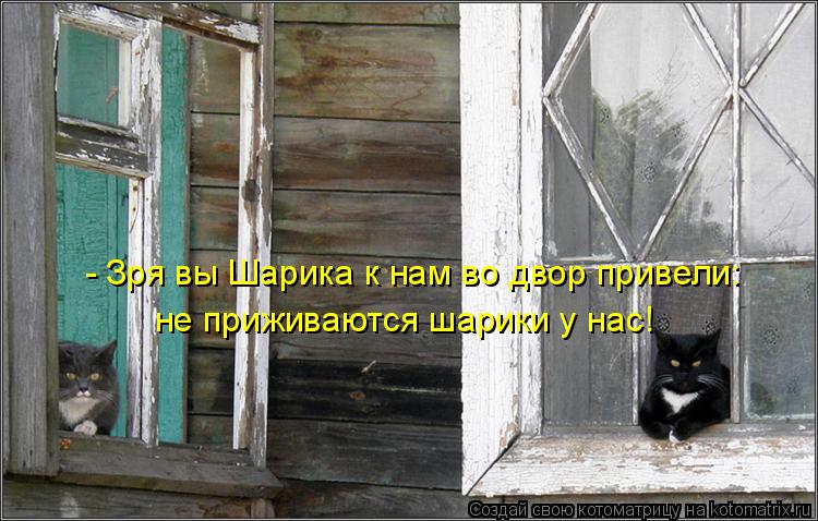 - Зря вы Шарика к нам во двор привели: не приживаются шарики у нас!... Котоматрица: - Зря вы Шарика к нам во двор привели: не приживаются шарики у нас!