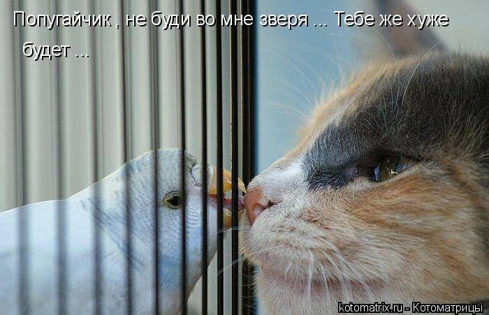 Попугайчик , не буди во мне зверя ... Тебе же хуже будет ...... Котоматрица: Попугайчик , не буди во мне зверя ... Тебе же хуже будет ...