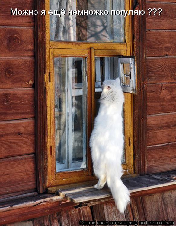Можно я ещё немножко погуляю ???... Котоматрица: Можно я ещё немножко погуляю ???