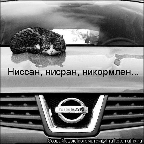 Ниссан, нисран, никормлен...... Котоматрица: Ниссан, нисран, никормлен...