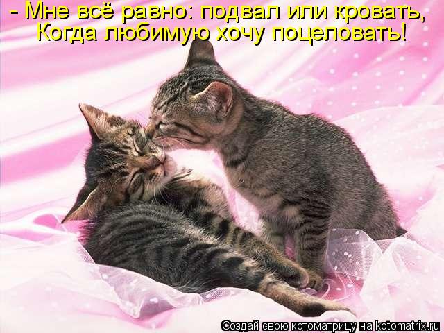 - Мне всё равно: подвал или кровать, Когда любимую хочу поцеловать!... Котоматрица: - Мне всё равно: подвал или кровать, Когда любимую хочу поцеловать!