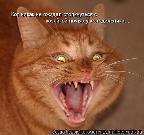 Кот никак не ожидал столкнуться с хозяйкой ночью у холодильника...... Котоматрица: Кот никак не ожидал столкнуться с хозяйкой ночью у холодильника...