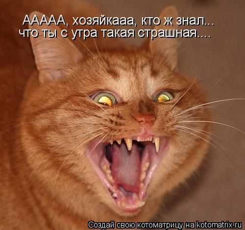 ААААА, хозяйкааа, кто ж знал... что ты с утра такая страшная....... Котоматрица: ААААА, хозяйкааа, кто ж знал... что ты с утра такая страшная....