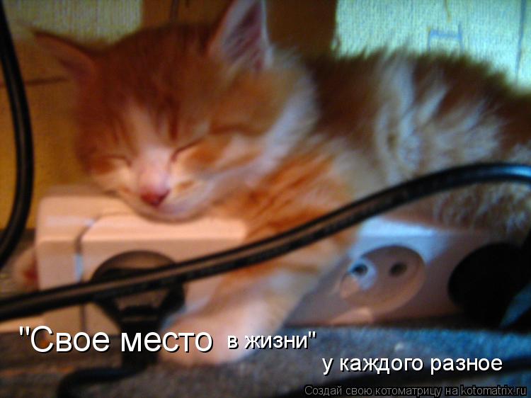 у каждого разное в жизни" "Свое место... Котоматрица: у каждого разное в жизни" "Свое место