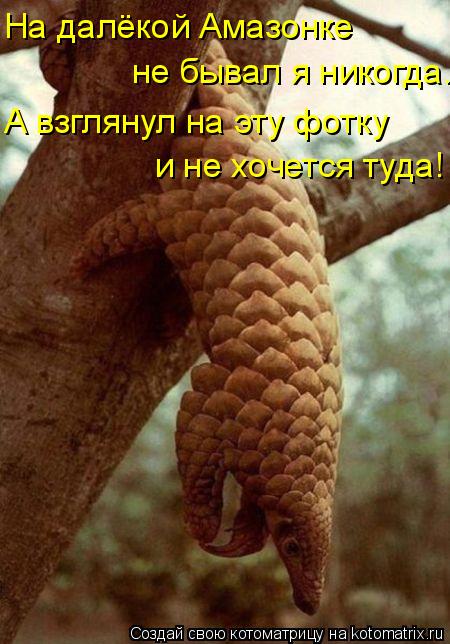 Котоматрица: не бывал я никогда. и не хочется туда! На далёкой Амазонке  А взглянул на эту фотку