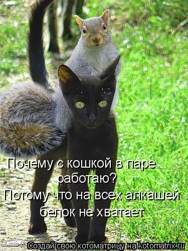 Почему с кошкой в паре работаю? Потому что на всех алкашей белок не хватает... Котоматрица: Почему с кошкой в паре работаю? Потому что на всех алкашей белок не хватает