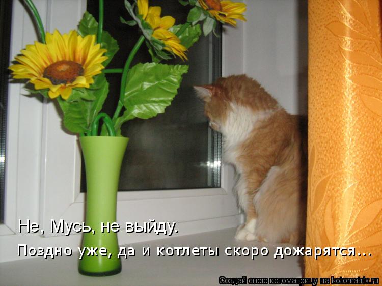 Не, Мусь, не выйду. Поздно уже, да и котлеты скоро дожарятся...... Котоматрица: Не, Мусь, не выйду. Поздно уже, да и котлеты скоро дожарятся...