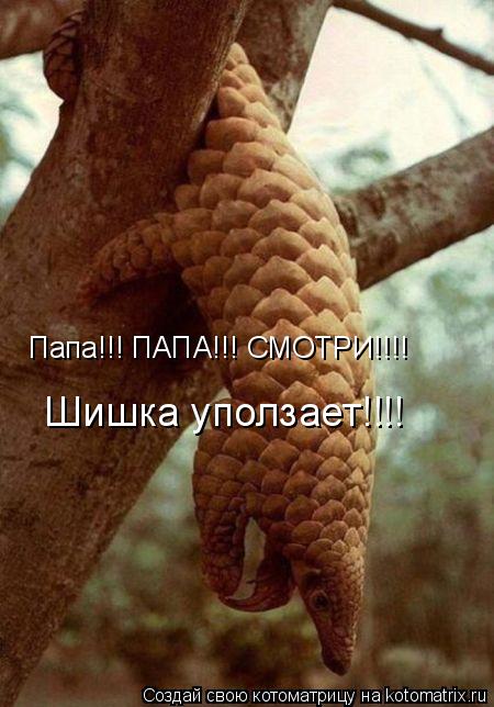Папа!!! ПАПА!!! СМОТРИ!!!! Шишка уползает!!!!... Котоматрица: Папа!!! ПАПА!!! СМОТРИ!!!! Шишка уползает!!!!