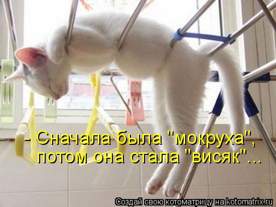 - Сначала была "мокруха", потом она стала "висяк"...... Котоматрица: - Сначала была "мокруха", потом она стала "висяк"...