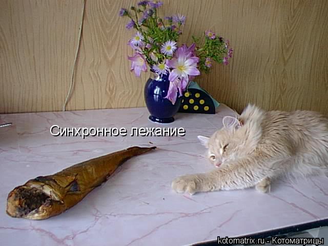 Синхронное лежание... Котоматрица: Синхронное лежание