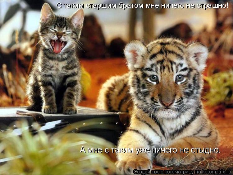 Котоматрица: С таким старшим братом мне ничего не страшно! А мне с таким уже ничего не стыдно.